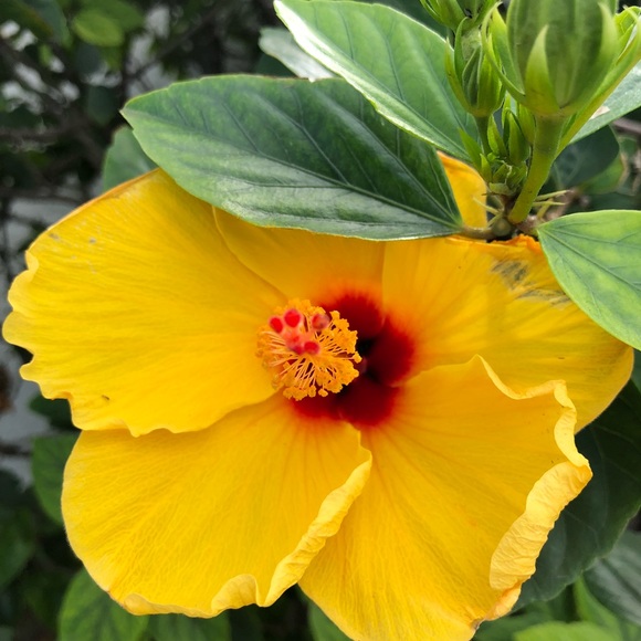 ☀️A L O H A 🌈 - Picture 3 of 4